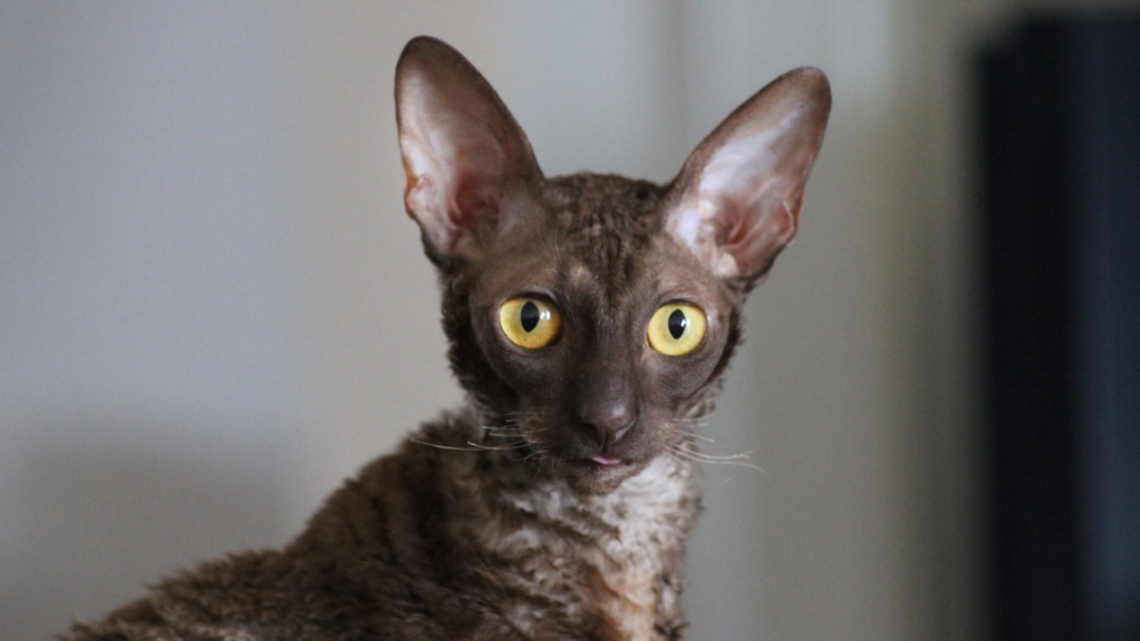 najśmielsze koty, cornish rex