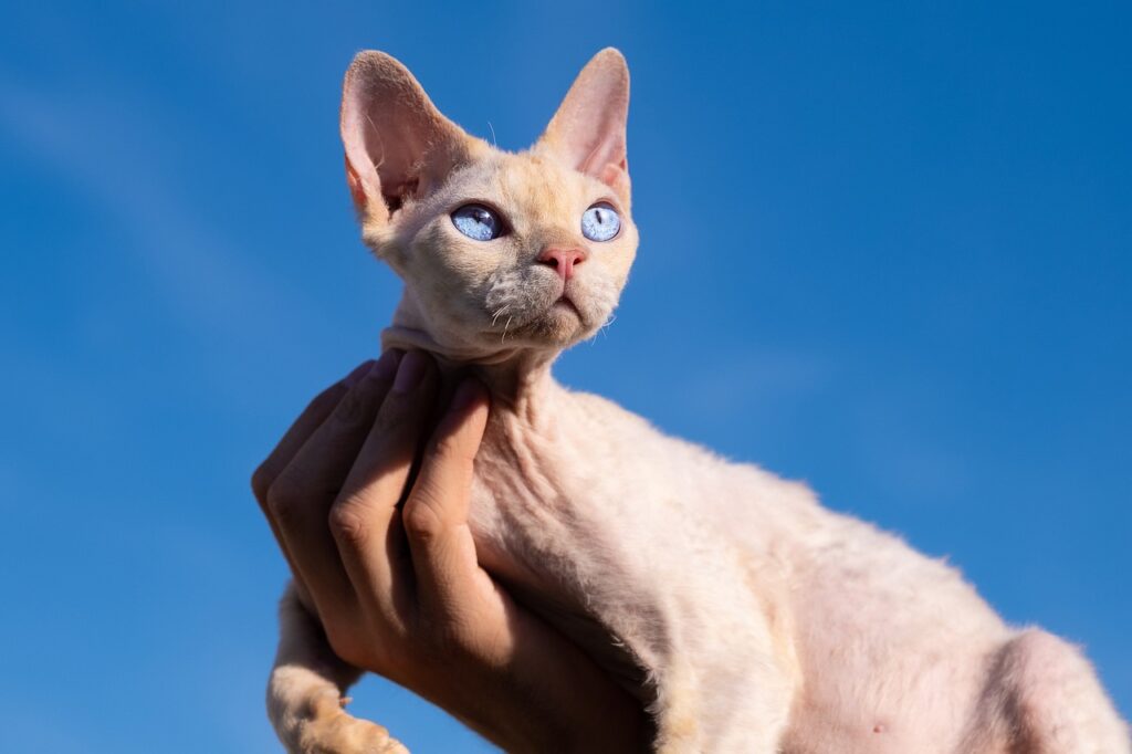 kot rasowy devon rex