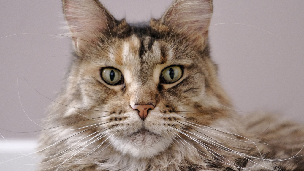 kot rasowy maine coon mco