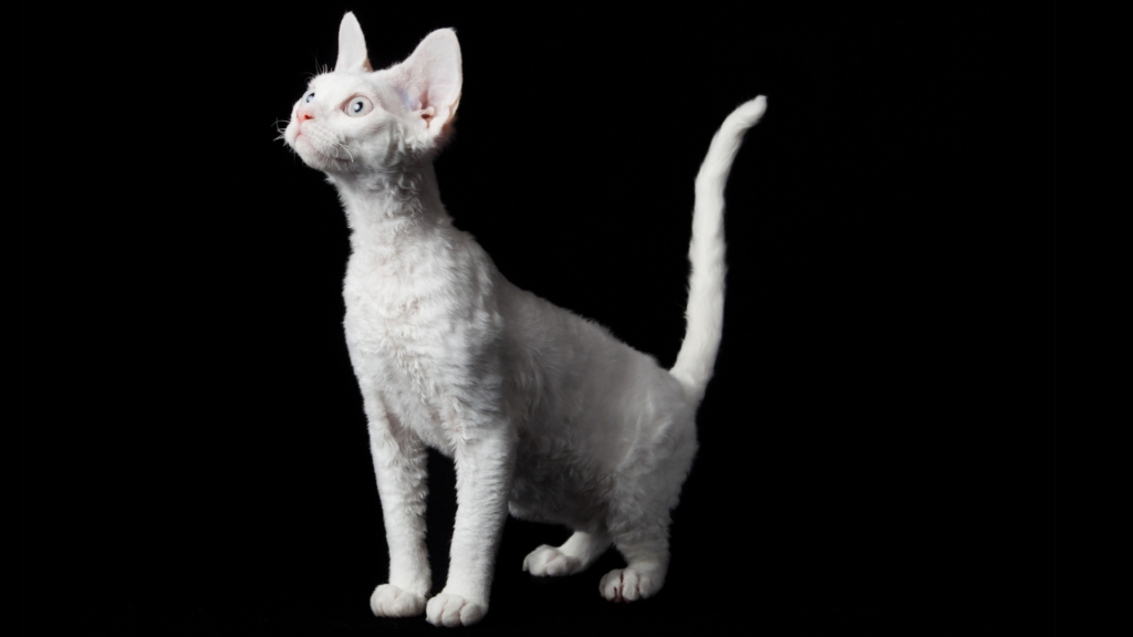 kot rasy Devon Rex