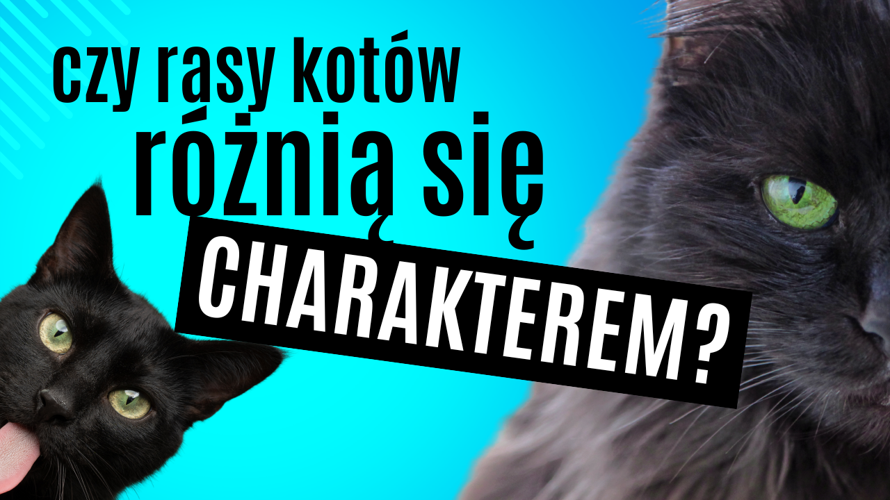 rasy kotów charaktery