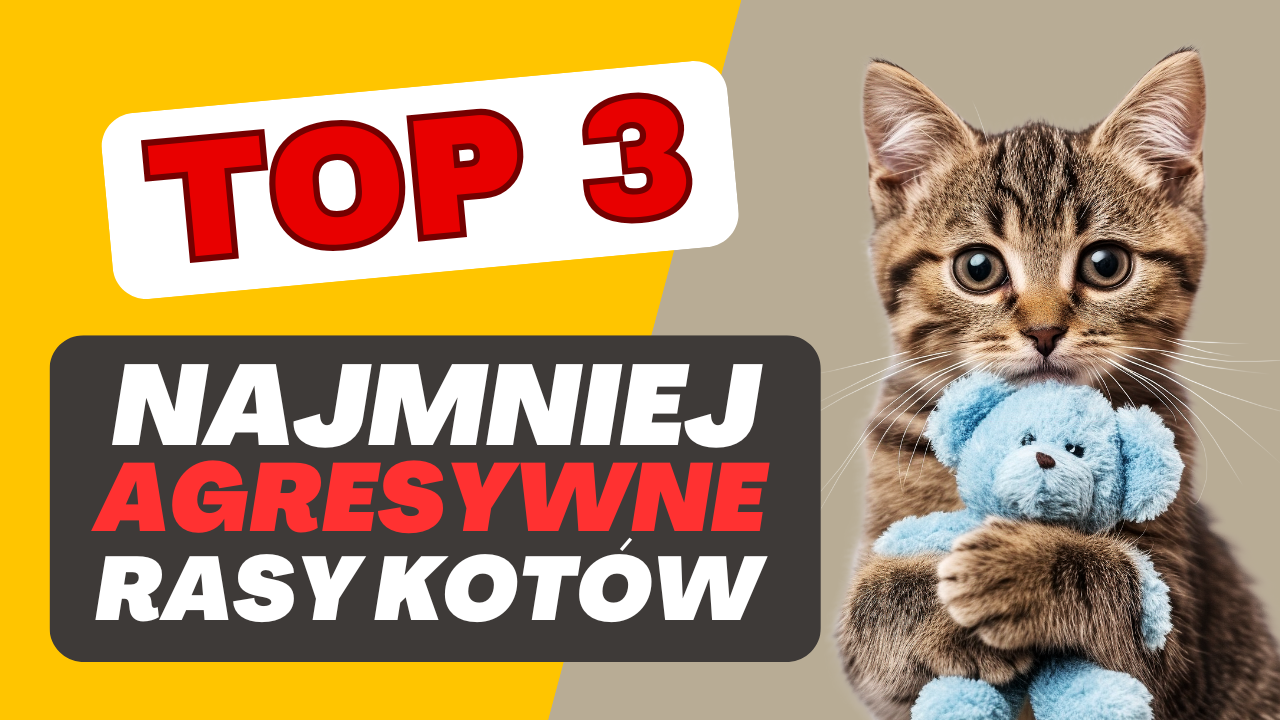 najmniej agresywne rasy kotów