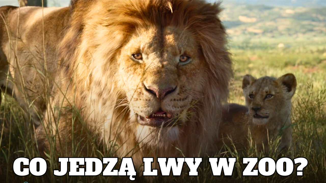 król lew mufasa - co jedzą lwy